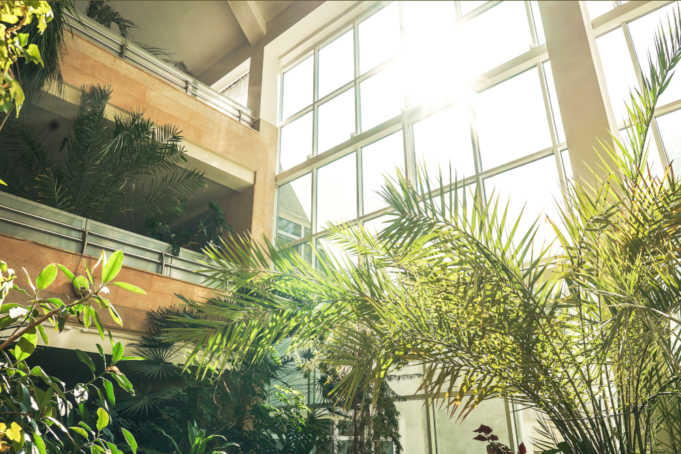 An image of plants in a hospital representing healing hospital design.